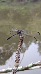 Dythemis velox