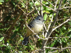 Thamnophilus caerulescens