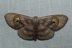 Problepsis achlyobathra