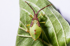 Gonocerus acuteangulatus