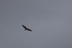 Buteo buteo