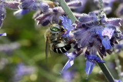 Anthophora californica