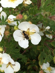 Eristalis