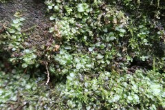 Plagiomnium rostratum