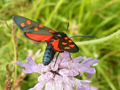 Zygaena