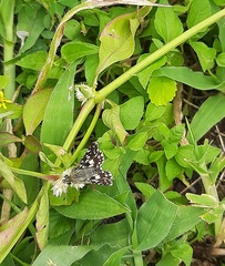 Spialia galba