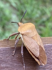 Tessaratoma papillosa