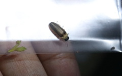 Abscondita cerata