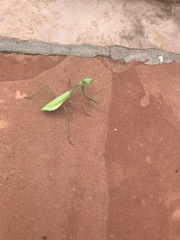 Stagmomantis limbata