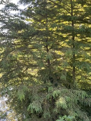 Taxodium