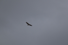 Buteo buteo