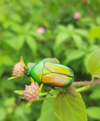 Heterorrhina elegans