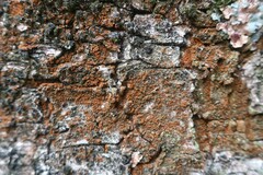 Trentepohlia