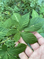 Rubus allegheniensis