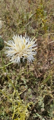 Centaurea scabiosa