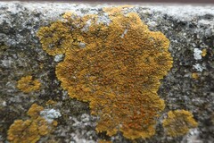 Variospora flavescens