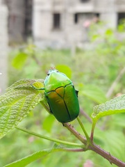 Heterorrhina elegans
