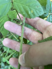 Rubus allegheniensis