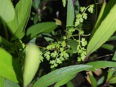 Lygodium japonicum