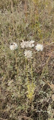 Centaurea scabiosa