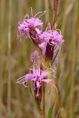 Liatris cylindracea