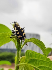 Clinteria klugi