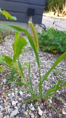 Setaria viridis
