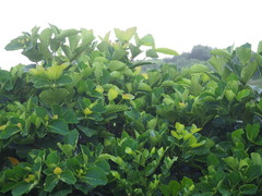 Neonauclea reticulata