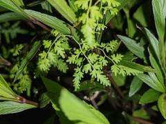 Lygodium japonicum