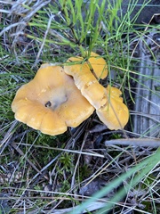 Cantharellus