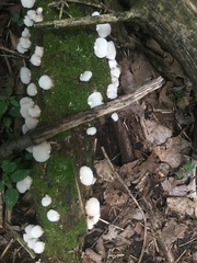 Crepidotus applanatus