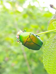 Heterorrhina elegans