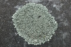 Xanthoparmelia conspersa