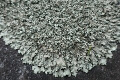 Xanthoparmelia conspersa