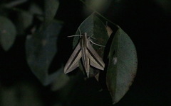 Theretra silhetensis