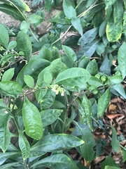 Solanum diphyllum