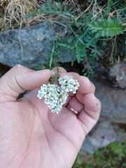 Achillea