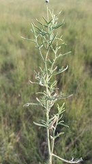 Senecio flaccidus