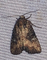 Mesapamea fractilinea