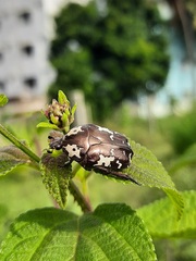 Protaetia aurichalcea