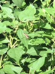 Insecta