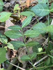 Euonymus fortunei