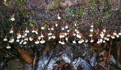 Oligonema verrucosum
