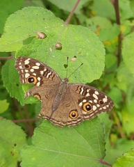 Junonia lemonias