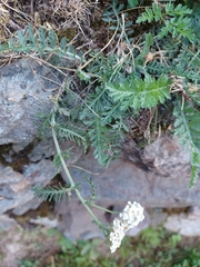 Achillea