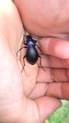 Carabus problematicus