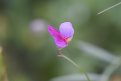 Lathyrus