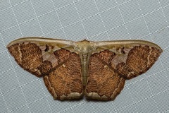 Zythos avellanea