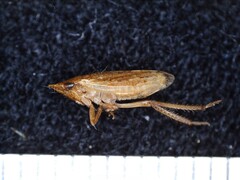 Aphrodinae