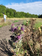 Eryngium leavenworthii